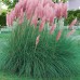 Iarba de Pampas Rose Plume C2